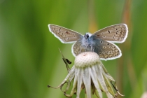 Modrásek jehlicový - Polyommatus icarus , Vysokov, 18.5.2014