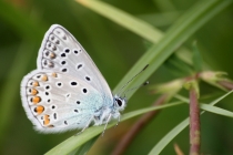 Modrásek jehlicový - Polyommatus icarus , Vysokov, 19.7.2011