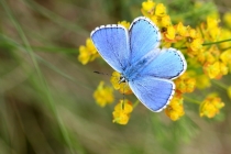 Modrásek jetelový - Polyommatus bellargus , Chrašická stráň, 15.5.2015