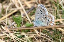 Modrásek jetelový - Polyommatus bellargus , Chrašická stráň, 15.5.2015