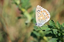 Modrásek jetelový - Polyommatus bellargus , Brno, 26.5.2012