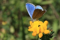 Modrásek jetelový - Polyommatus bellargus ,  Brno, 27.5.2012