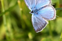 Modrásek ušlechtilý - Polyommatus amandus  , Polsko- Darnkow,15.6.2011 
