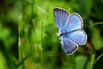 Modrásek ušlechtilý - Polyommatus amandus  , Polsko- Darnkow,15.6.2011 