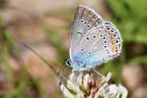 Modrásek ušlechtilý - Polyommatus amandus  , Polsko- Darnkow, 15.6.2011 