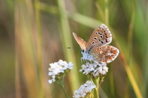 Modrásek jetelový - Polyommatus bellargus ,  Brno,19.8.2012