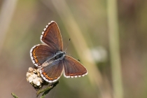Modrásek jetelový - Polyommatus bellargus ,  Brno,19.8.2012