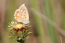 Modrásek jetelový - Polyommatus bellargus ,  Brno,19.8.2012