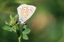 Modrásek jetelový - Polyommatus bellargus ,  Brno,19.8.2012