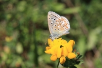 Modrásek jetelový - Polyommatus bellargus ,  Brno,19.8.2012