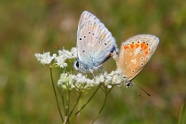 Modrásek komonicový - Polyommatus dorylas , Albánie, 15.7.2012 