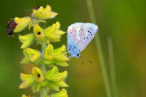 Modrásek komonicový - Polyommatus dorylas , Eibenthal, 9.11.2015