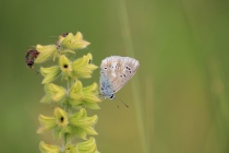 Modrásek komonicový - Polyommatus dorylas , Eibenthal, 9.11.2015