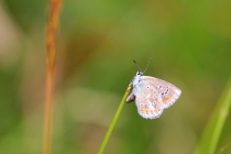 Modrásek komonicový - Polyommatus dorylas , Eibenthal, 9.11.2015