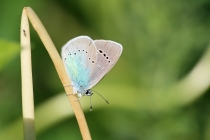 Modrásek kozincový - Glaucopsyche alexis , Brno- Hády, 5.5.2012