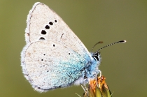 Modrásek kozincový - Glaucopsyche alexis , Brno- Hády, 5.5.2012