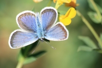 Modrásek kozincový - Glaucopsyche alexis , Brno- Hády, 25.5.2012