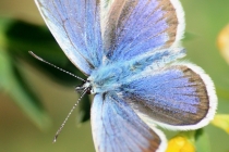 Modrásek kozincový - Glaucopsyche alexis , Brno- Hády, 25.5.2012