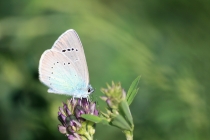 Modrásek kozincový - Glaucopsyche alexis , samice, Brno- Hády, 5.5.2012