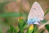 Modrásek kozincový - Glaucopsyche alexis , samice,  Brno- Hády, 5.5.2012