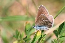 Modrásek kozincový - Glaucopsyche alexis , samice,  Brno- Hády, 5.5.2012