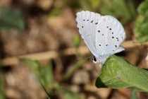 Modrásek krušinový - Celastrina argiolus , Náchod, 16.6.2014 
