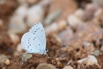 Modrásek krušinový - Celastrina argiolus , PR Dubno, 14.7.2013