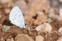 Modrásek krušinový - Celastrina argiolus , PR Dubno, 14.7.2013