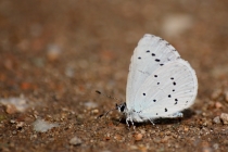 Modrásek krušinový - Celastrina argiolus , PR Dubno, 1.7.2009 