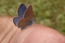 Modrásek lesní - Cyaniris semiargus , Albánie- Prokletije, 10.7.2009 