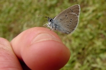 Modrásek lesní - Cyaniris semiargus , Albánie- Prokletije, 10.7.2009 