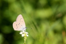 Modrásek lesní - Cyaniris semiargus , Albánie- Prokletije, 11.7.2012