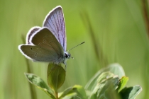 Modrásek lesní - Cyaniris semiargus , Albánie- Prokletije, 15.6.2011