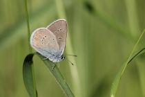 Modrásek lesní - Cyaniris semiargus , Polsko- Golaczów, 8.6.2014