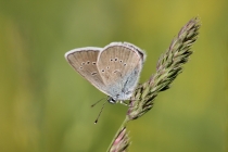 Modrásek lesní - Cyaniris semiargus , Polsko- Golaczów, 8.6.2014