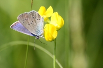 Modrásek lesní - Cyaniris semiargus , Polsko - Homole, 22.6.2013