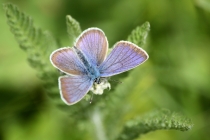 Modrásek lesní - Cyaniris semiargus , Polsko- U Homole, 6.7.2013