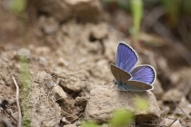 Modrásek lesní - Cyaniris semiargus , Polsko- U Homole, 6.7.2013
