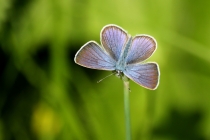 Modrásek ligrusový - Polyommatus damon , Pešica jezero, Černá hora, 10.7.2012 