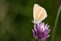 Modrásek ligrusový - Polyommatus damon , Pešica jezero, Černá hora, 10.7.2012 