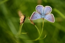 Modrásek ligrusový - Polyommatus damon , Pešica jezero, Černá hora, 10.7.2012 