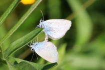 Modrásek nejmenší - Cupido minimus, Polsko- Homole , 1.7.2015 