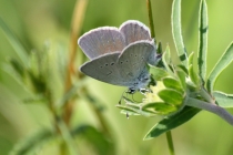 Modrásek nejmenší - Cupido minimus, Polsko- Homole, 22.6.2013 