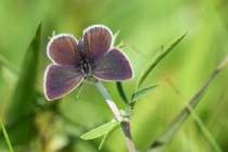 Modrásek nejmenší - Cupido minimus, Polsko- Homole, 22.6.2013 
