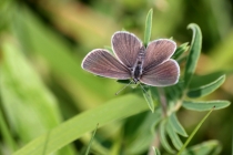 Modrásek nejmenší - Cupido minimus, Polsko- Homole, 22.6.2013 
