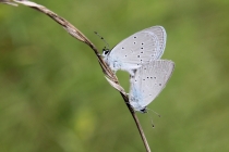 Modrásek nejmenší - Cupido minimus, Polsko- Homole , 30.5.2014