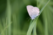 Modrásek nejmenší - Cupido minimus, Polsko- lom Tlumaczów, 9.8.2012 
