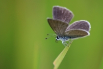 Modrásek nejmenší - Cupido minimus, Polsko- lom Tlumaczów, 9.8.2012 