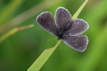 Modrásek nejmenší - Cupido minimus, Polsko- lom Tlumaczów, 9.8.2012 