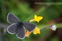 Modrásek nejmenší - Cupido minimus, Polsko- lom Tlumaczów, 9.8.2012 